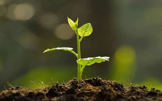 微生物菌肥是如何改良土壤环境的？菌肥有什么作用？