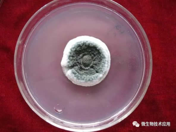 实验室常用微生物菌种的分离和纯化方法