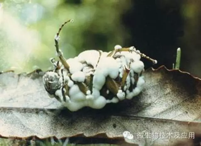 常用的登记注册的微生物农药有哪些